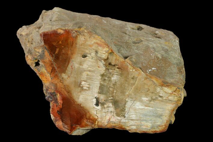 Wide Petrified Wood (Araucaria) Limb - Madagascar #167198